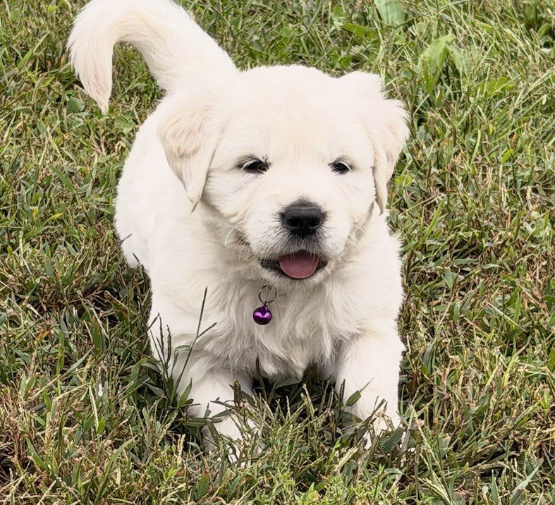 Golden Retriever puppy