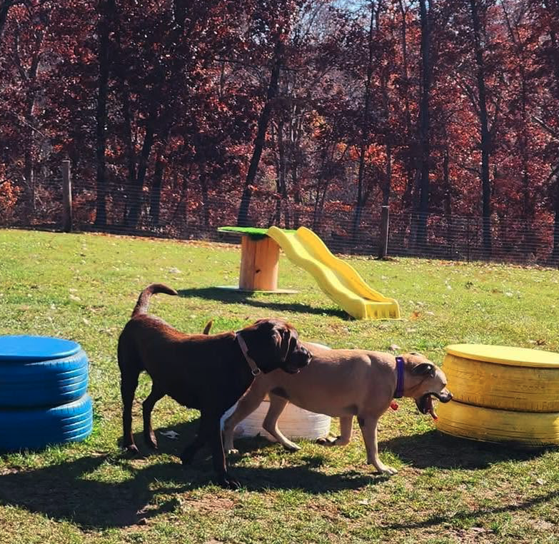 Dogs playing by the slide